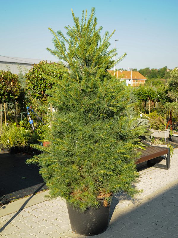 Pinus 301301102