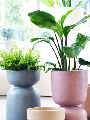 Sobne biljke